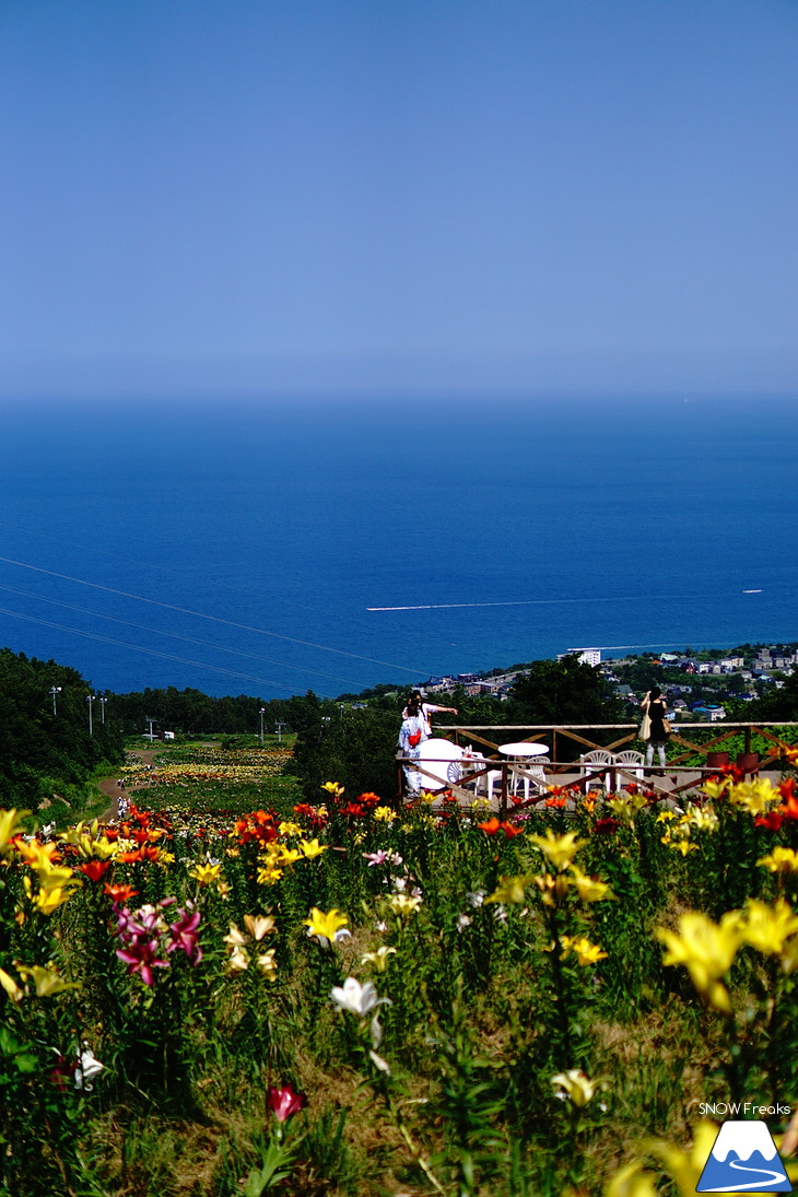 北海道最大級、213万輪のゆりの花！『オーンズ春香山ゆり園』